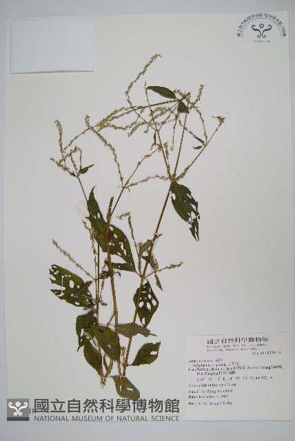 金午時花藏品圖，第1張