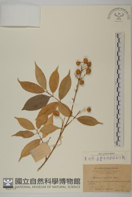 登錄號:S021718藏品圖，第1張