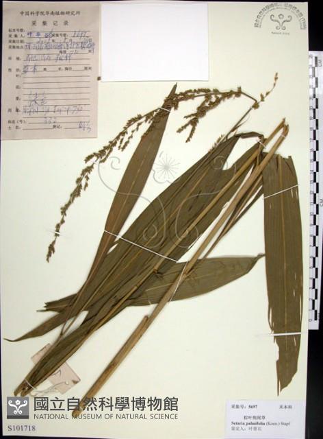 棕葉狗尾草藏品圖，第1張