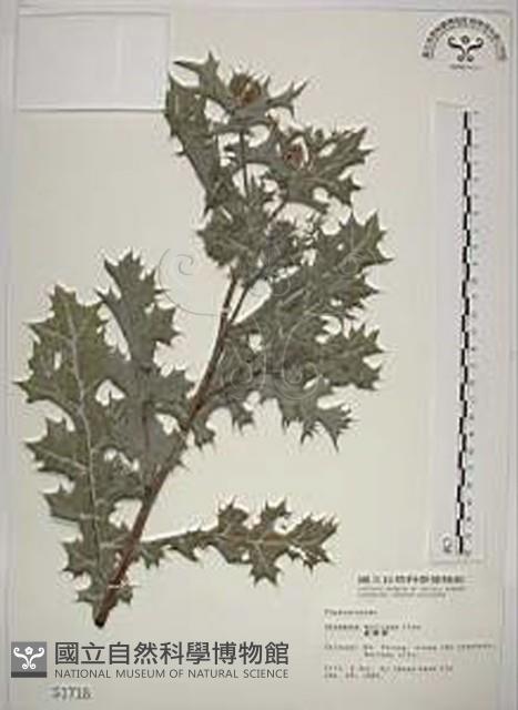 薊罌粟藏品圖，第1張