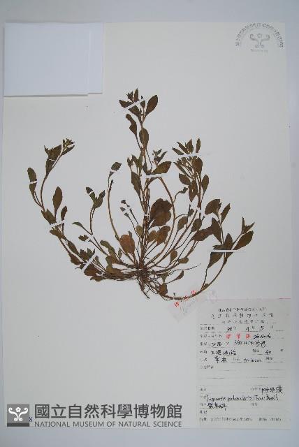 Accession Number:S051718 Collection Image, Figure 1, Total 2 Figures