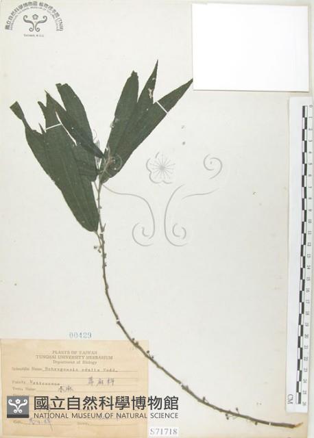 水麻藏品圖，第1張