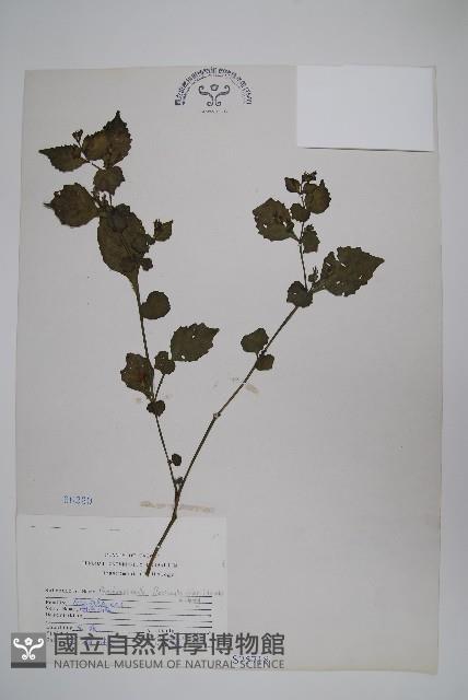 曲莖馬藍藏品圖，第1張