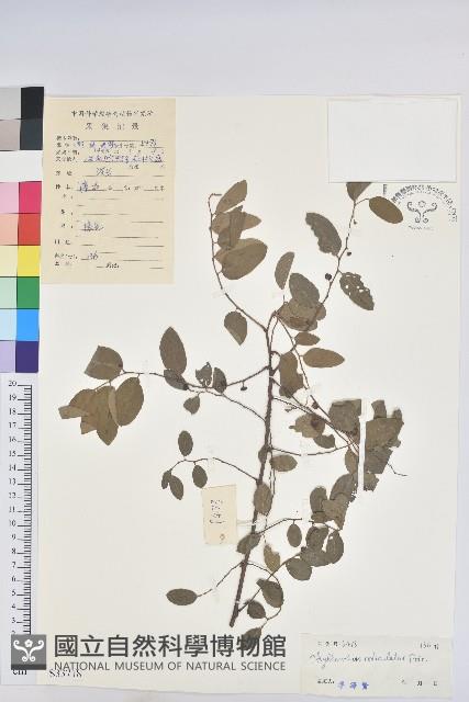 龍眼睛藏品圖，第1張