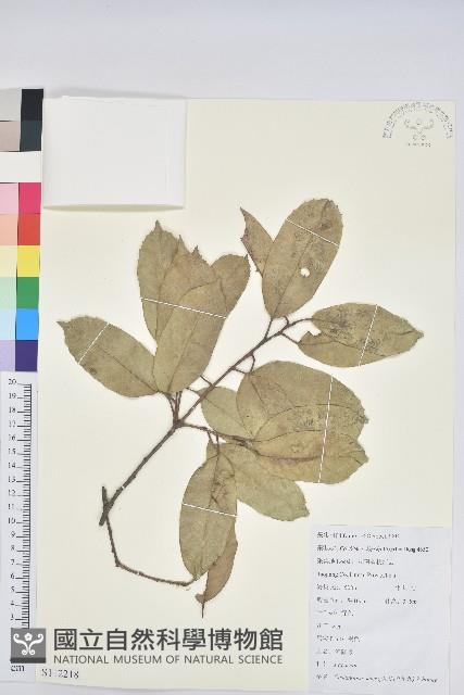 苦櫧栲藏品圖，第1張