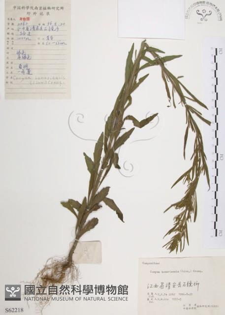 美洲假蓬藏品圖，第1張