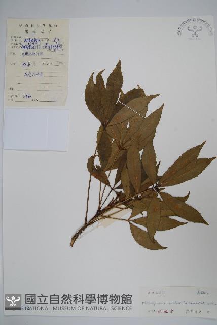 短梗大參藏品圖，第1張