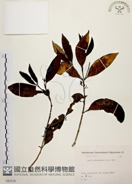 茜草樹藏品圖，第1張