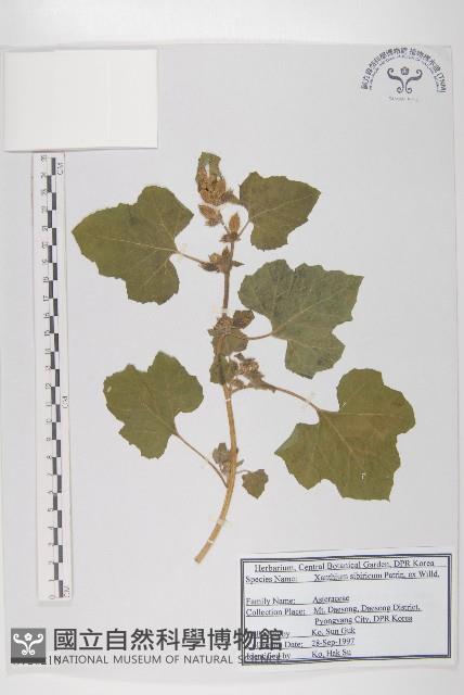 蒼耳藏品圖，第1張