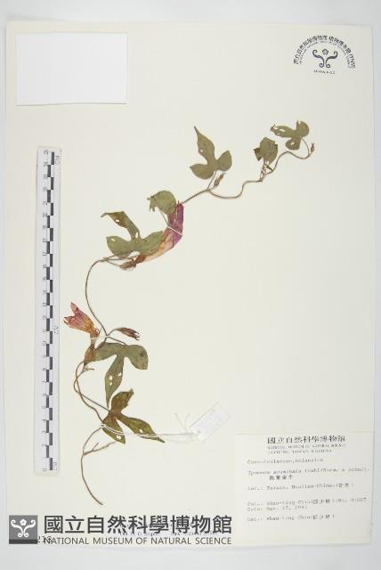 銳葉牽牛藏品圖，第1張