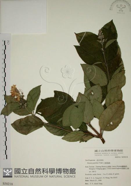 大葉溲疏藏品圖，第1張
