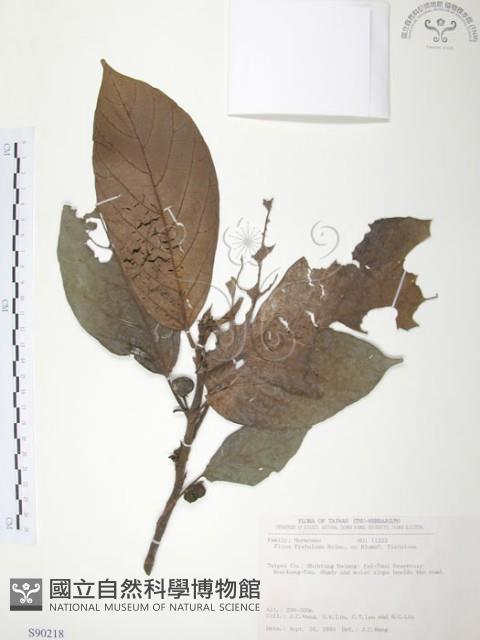 豬母乳、水同木藏品圖，第1張