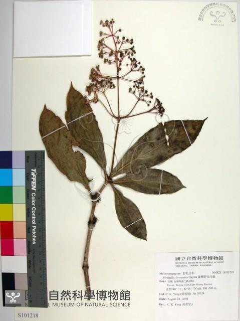 臺灣野牡丹藤藏品圖，第1張