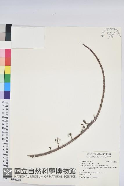 Accession Number:S001218 Collection Image