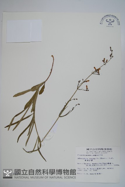 輪葉沙參藏品圖，第1張