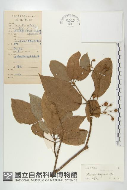 百色猴歡喜藏品圖，第1張