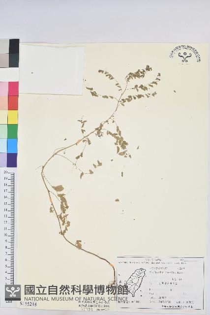 五蕊油柑藏品圖，第1張