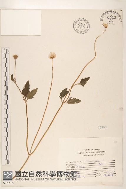 長柄菊藏品圖，第1張