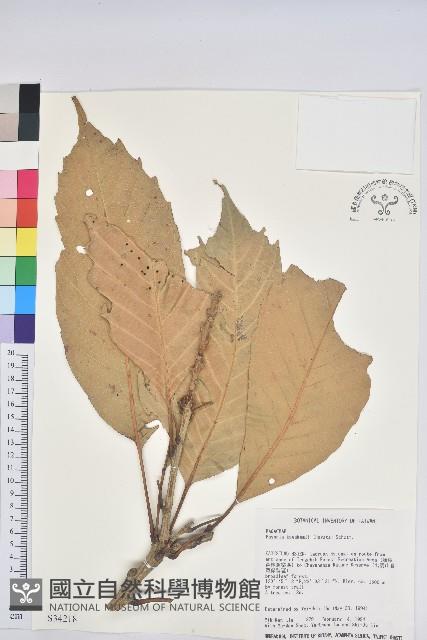 大葉石櫟、大葉校栗藏品圖，第1張