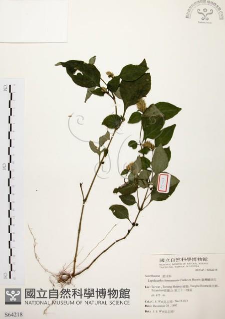 臺灣鱗球花藏品圖，第1張