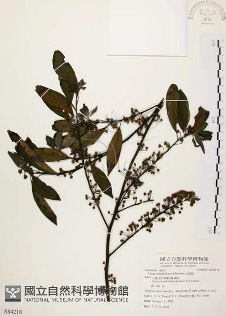 山胡椒藏品圖，第1張