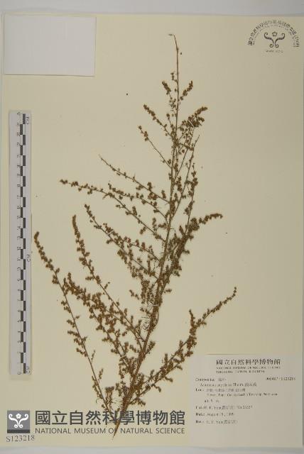 Mosquito wormwood Collection Image, Figure 1, Total 2 Figures