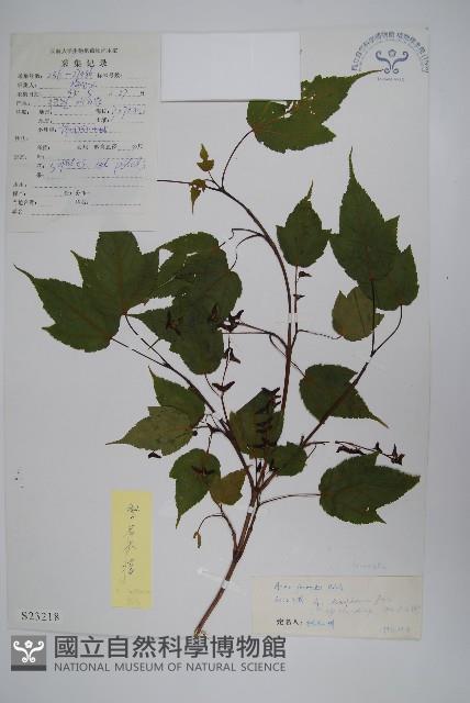 疏花槭藏品圖，第1張