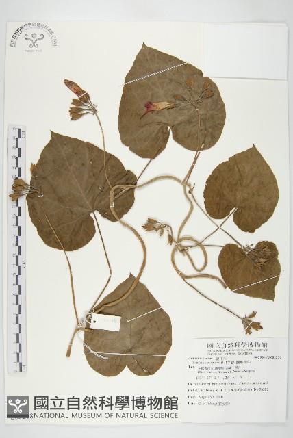 圓葉牽牛藏品圖，第1張