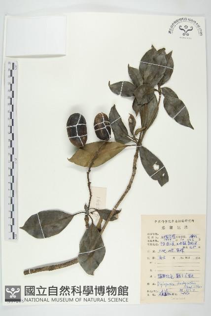 馬蹄參藏品圖，第1張