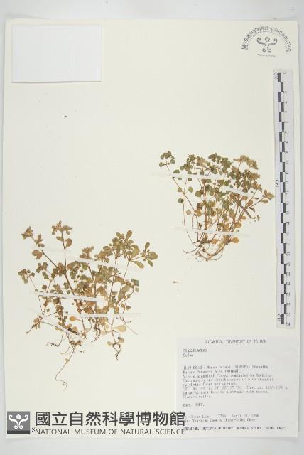 登錄號:S032418藏品圖，第1張