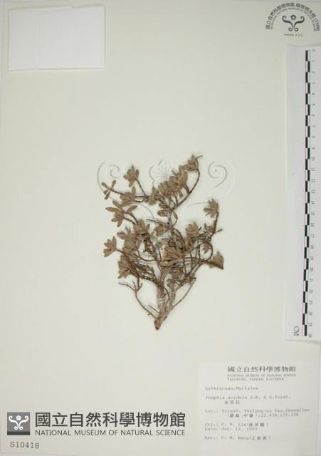 水芫花藏品圖，第1張