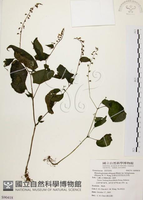 尖舌草、全唇尖舌苣苔藏品圖，第1張