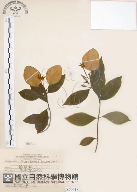 毛玉葉金花藏品圖，第1張