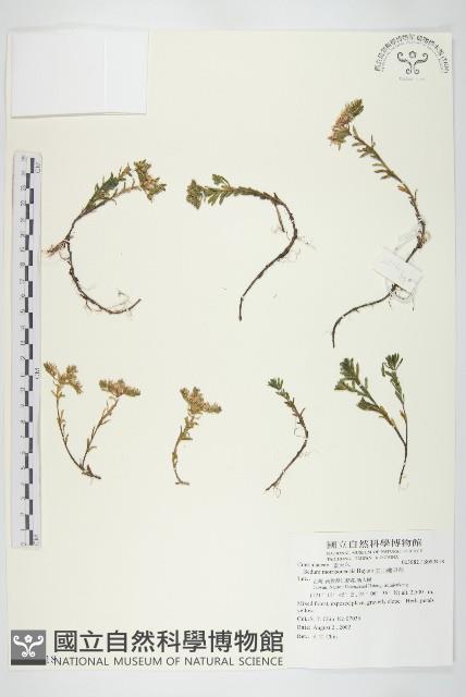 玉山佛甲草藏品圖，第1張