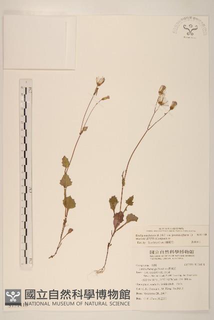 紫背草藏品圖，第1張