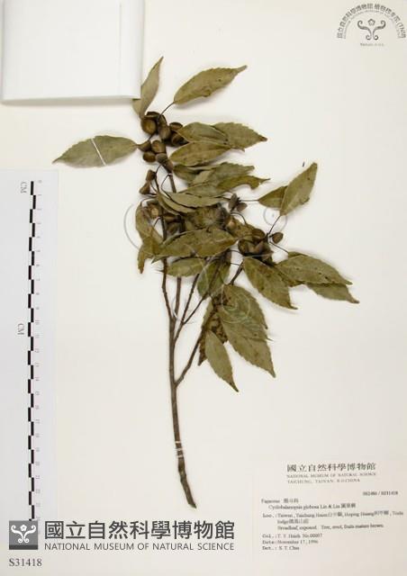 青剛櫟藏品圖，第1張