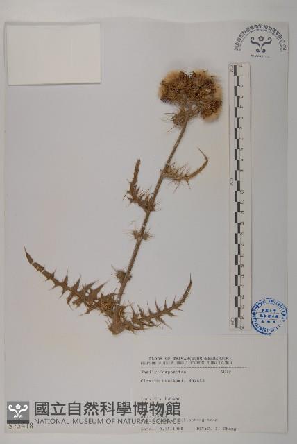 阿里山薊藏品圖，第1張