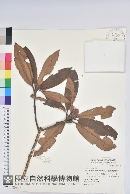 森氏杜鵑、森氏滿江紅藏品圖，第1張