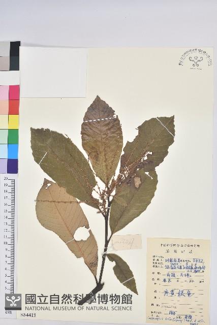 黧蒴栲藏品圖，第1張