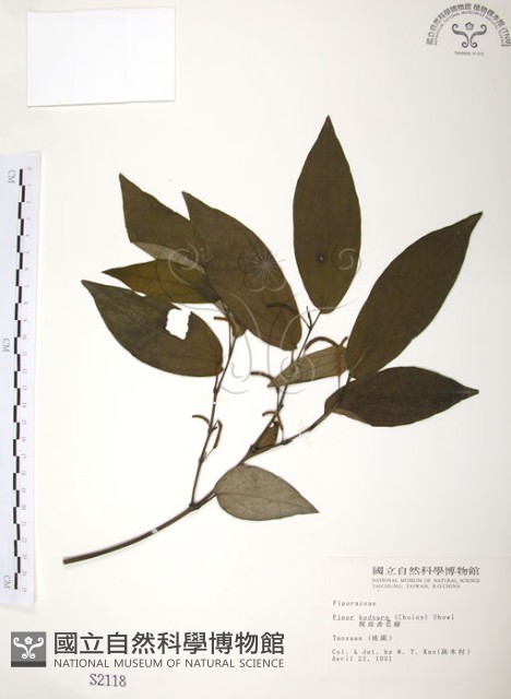 風藤藏品圖，第1張