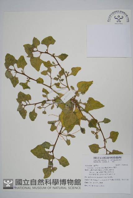 番杏藏品圖，第1張