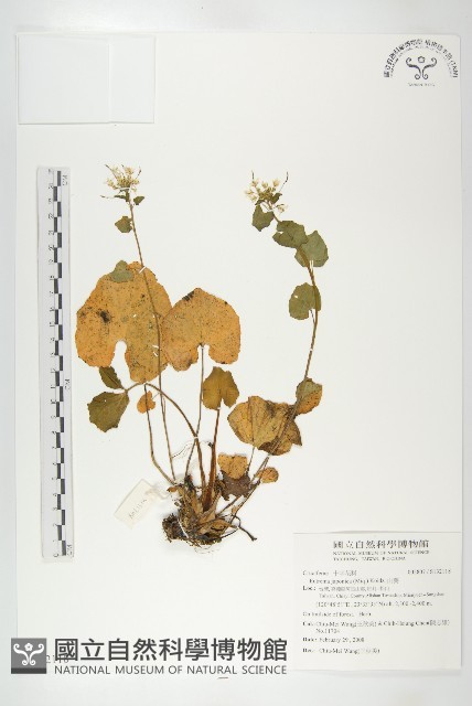 山葵藏品圖，第1張