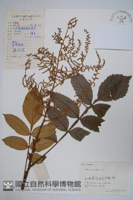 鹽膚木藏品圖，第1張