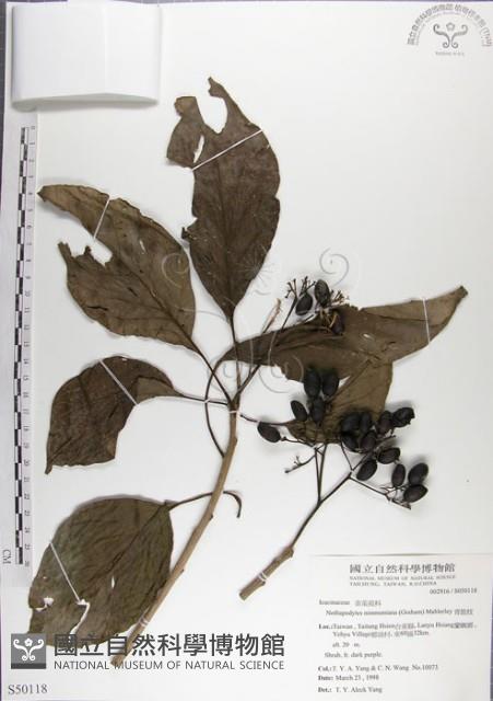 青脆枝藏品圖，第1張