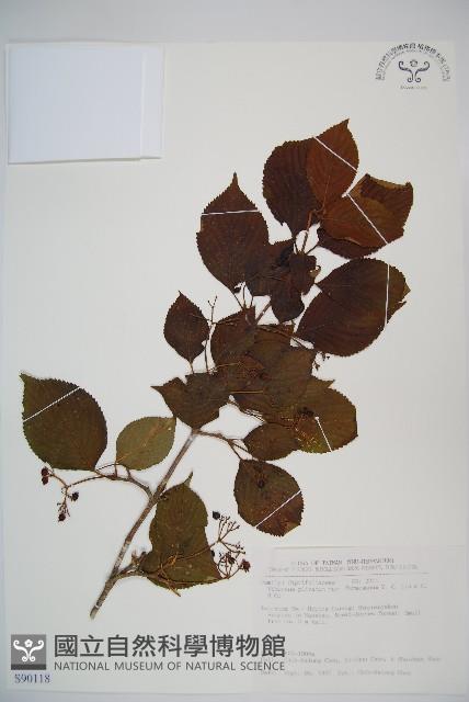 臺灣蝴蝶戲珠花、臺灣蝴蝶花藏品圖，第1張