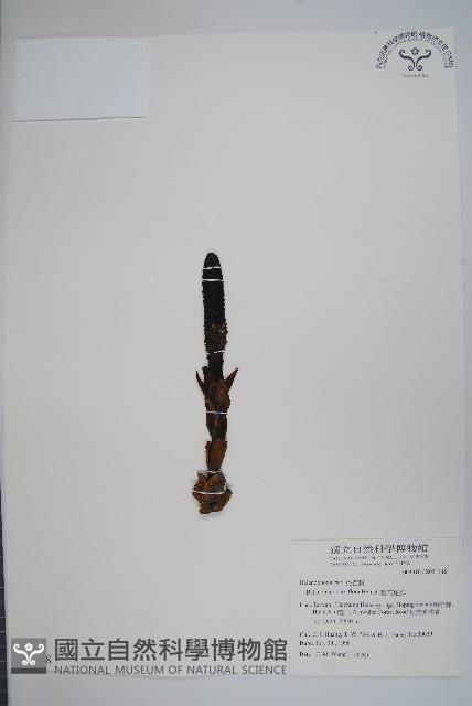 穗花蛇菰藏品圖，第1張