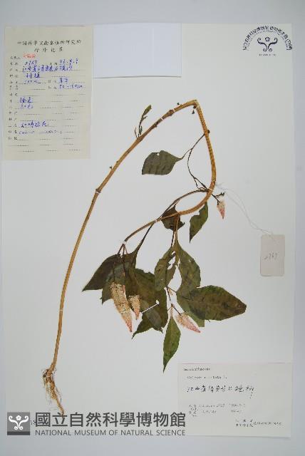 雞冠花藏品圖，第1張