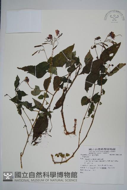 登錄號:S081118藏品圖，第1張