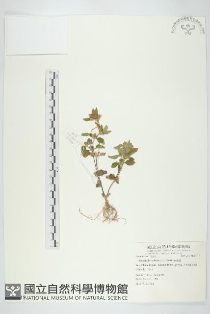 金腰箭藏品圖，第1張