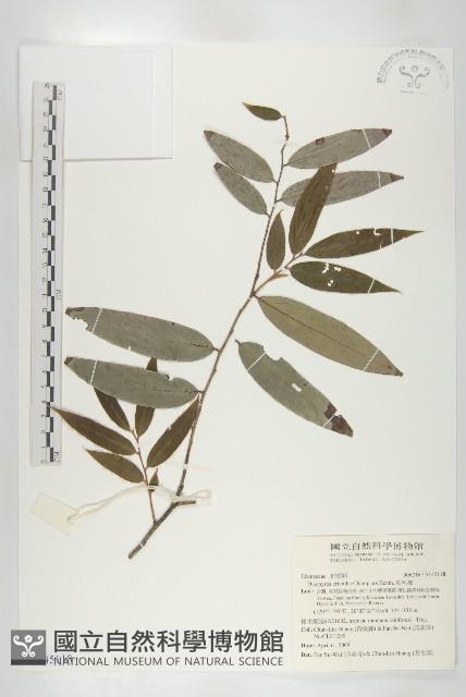 軟毛柿藏品圖，第1張